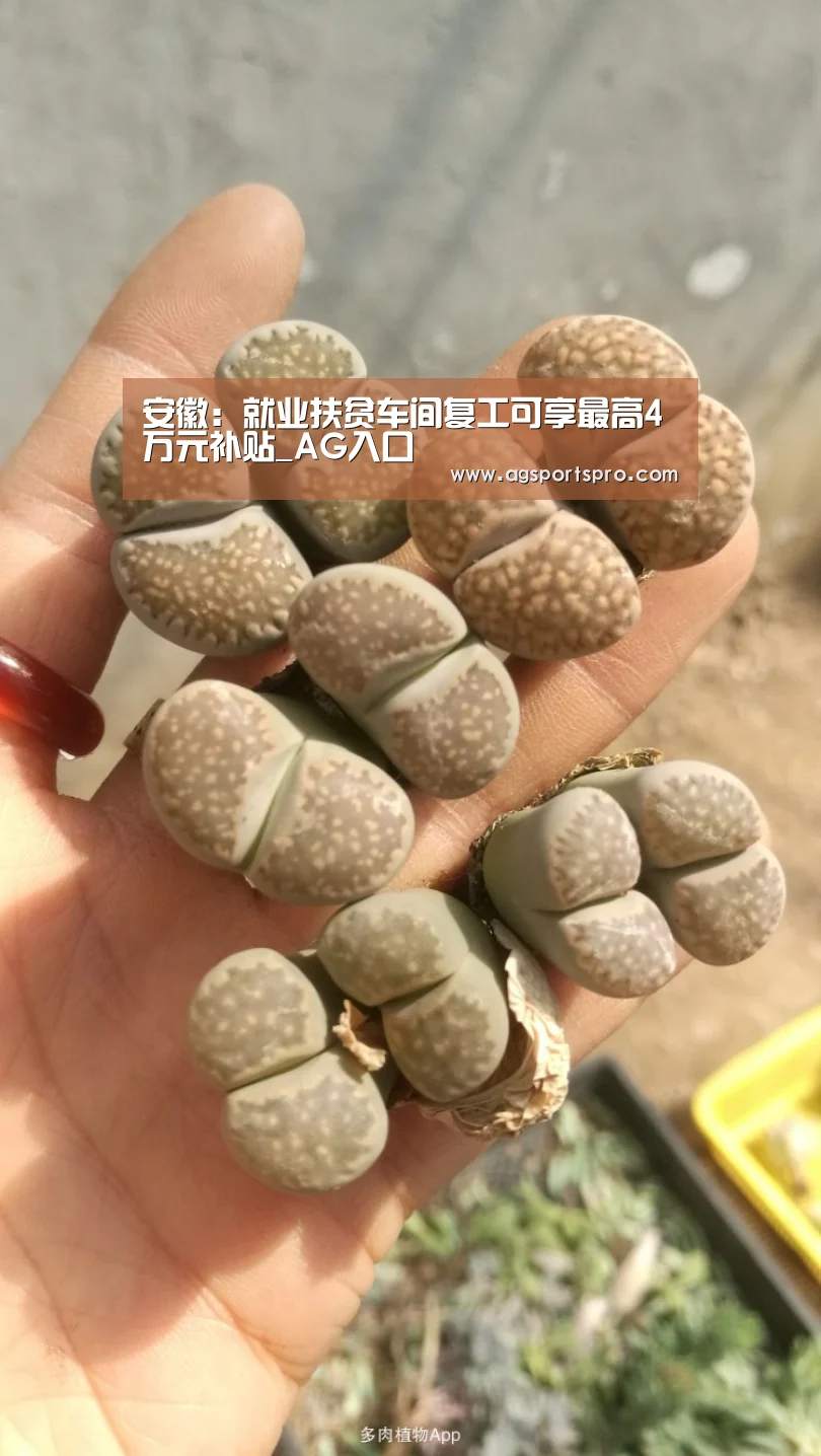安徽：就业扶贫车间复工可享最高4万元补贴_AG入口(图3)